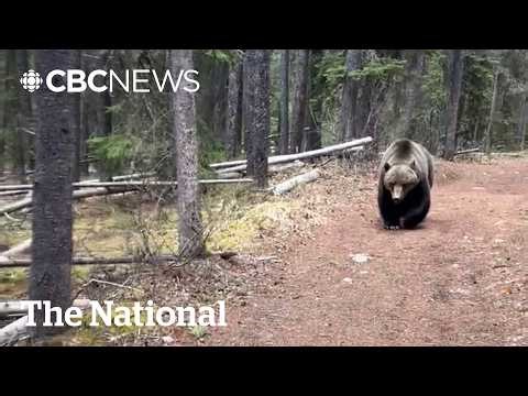 #TheMoment a hiker had a terrifying encounter with a grizzly in Banff, Alta.