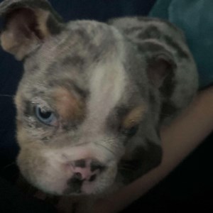 banger_bros_podcast - Twitch
