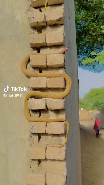 Discover the Charm of Village Life in Punjab