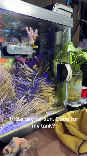 Is One Hour of Full Sunlight Good for My Saltwater Tank?