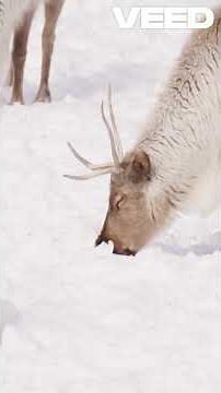 Alaska's Majestic Wolves and Pollock Revealed!