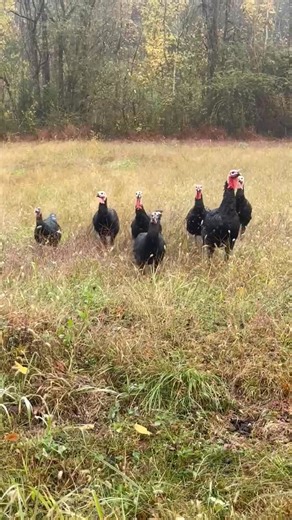 Anyone need a thanksgiving turkey? Think I can grab them by the neck. | Mickey Harp