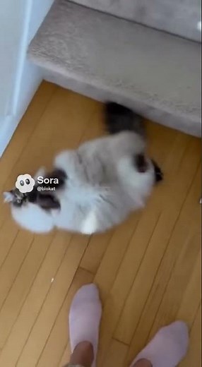 Funny fluffy cat