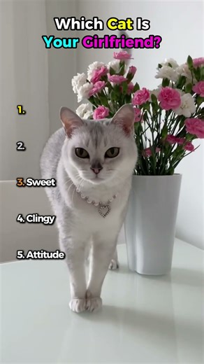 Which Cat Is Your Girlfriend? 😻💘