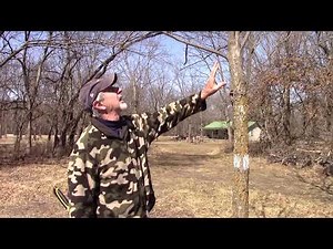 Choosing your Pecan Graftwood