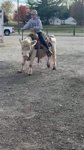 1.9K views · 13 reactions | Hamilton County Livestock Auction and Horse Sale on Reels | Facebook