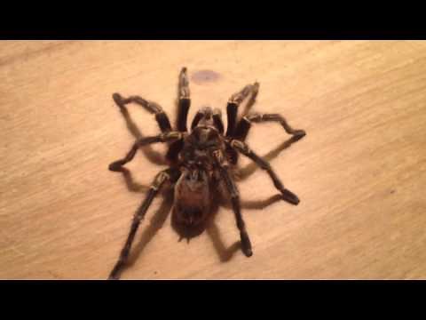 Tarantula tapping it's feet and pedipalps - Tarantula Music