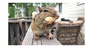 Apple releases two new 'Shot on iPhone' TV ads featuring animal videos - 9to5Mac