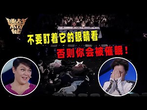 失眠人士狂喜：睡不着？盯着它眼睛看 秒睡！| 挑战不可能 Impossible Challenge