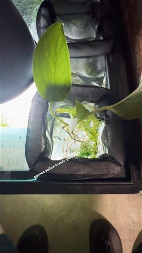 german yellow tuxedo guppy fry #japan