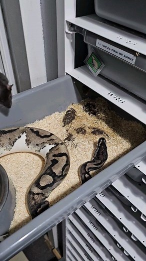 Igor Płatek on Instagram: "Axanthic pied het. Hypo female feeding ☠️☠️☠️ #royalpythons #ballpythonlove #beardeddragon #reptilebreeder #snek #morph #petsnake #herpetology #animal #morphs #morph #snakelove #reptilelove #livingart #ballpythonofinstagram #snakelovers #reptilesofinsta #serpent #ballpythonsnake #nature #ballpythonlover #babyballpython #ballpythonmorphsofinstagram"