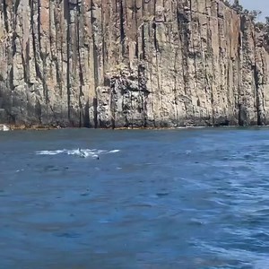 10K views · 398 reactions | Some dolphin magic  Video by: @wildoceantasmania | All Everything Dolphin | Facebook