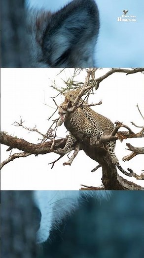 BÁO ĐỐM - LOÀI MÈO LEO TRÈO CÂY GIỎI NHẤT HOANG DÃ | Khám Phá Thế Giới Động Vật Hoang Dã. #wildlife