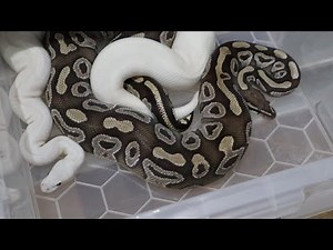Feeding Issues and Fasting During the Ball Python Breeding Season