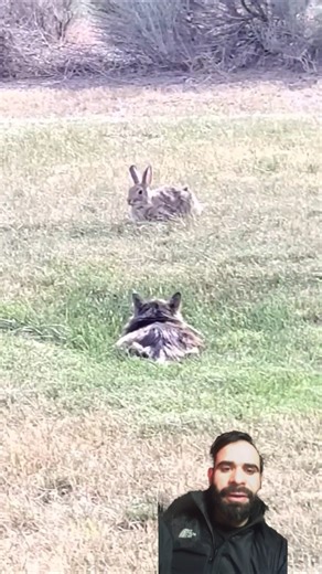 Dude! that Bunstar was Mocking me #cat #hunter #shorts #viral #animals
