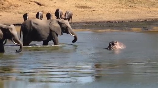Elephant Herd and a solitary Hippo come face to face at a serene waterhole. Watch how these incredible creatures interact in their natural habitat and find out what happens next! 🦛🐘🐘🐘🐘🐘🐘 #Elephants #Hippo #WildlifeEncounters #NatureAtItsBest #AnimalInteractions | Wildest Kruger Sightings