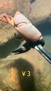 6.1M views · 10K reactions | Go fishing and enjoy the scenery on the seabed, happiness is that simple #fisherman #fishermansfonte #viralvideochallenge #short #hilightseveryonefollowerseelsfypシ゚viralvideo | Fisherman's Frontiet | Facebook