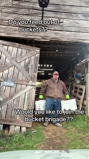 Feeding Livestock from Buckets in Winter