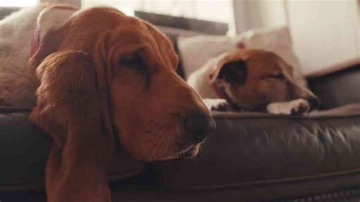 The problem dogs solved that we couldn't