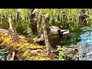 Redmond Wetlands | Seattle Washington