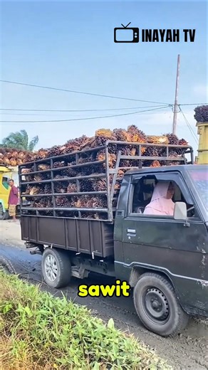 The moment the strongest race on earth breaks into the factory to weigh palm oil #unique #truckdr...
