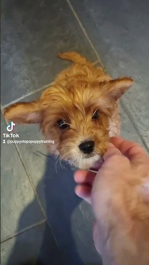 Cavapoo puppy learning to sit and wait for food #trainedpuppy