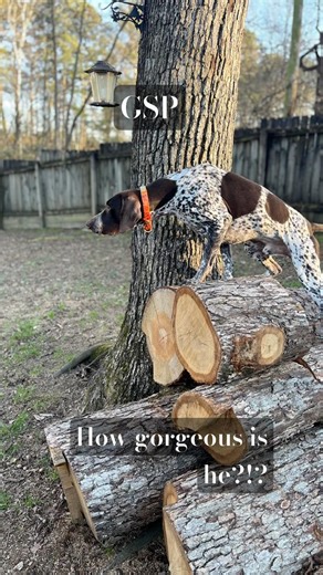 When a GSP Sees a Squirrel 🐿️…#gsp #germanshorthairedpointer ￼