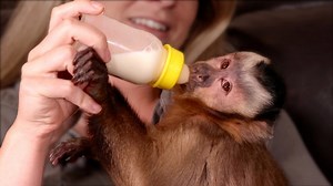 150K views · 8.4K reactions | Capuchin Monkey Happy drinks his bottle with his sister Alyssa. He's a sleepy Monkey because he played a lot today but doesn't want to relax, he doesn't want to miss anything! He makes some monkey noises and cuddles in his blanket. He's such a cute monkey! | MonkeyBoo | Facebook