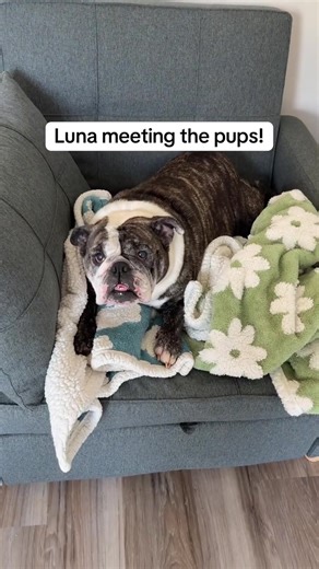 #EnglishBulldog #EnglishBulldogPuppy #BulldogPuppy #BulldogLife | english bulldogs