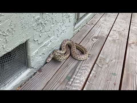 Gopher Snake mimics a Rattlesnake by flattening its head, shaking tail and hissing!