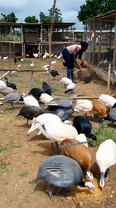 Efficient guinea fowl farming under effective management 🐓🌾💚 #fblifestylelife #everyoneactivefollowersシfypシ゚viralシalシ #everyoneactive #poultry #cattle #C #chicken #fblifestyle | Nasara Gaya Sahanunu