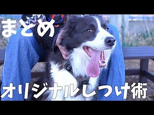 【犬が来て32ヶ月】初心者でもできた！独自のボーダーコリーしつけ術5選まとめ...！！！