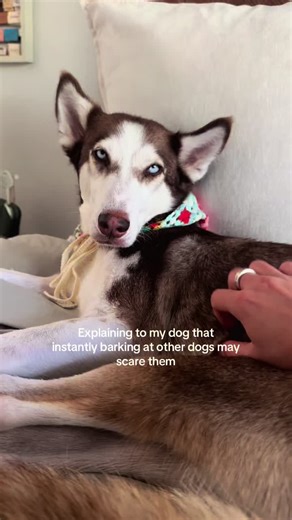 Understanding Dog Barking Behavior in Rescued Huskies