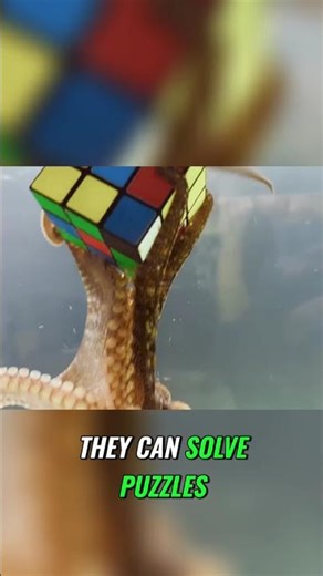 Giant Octopus: The 30-Foot Ocean Mastermind! #shorts