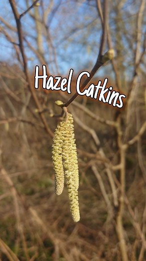 Hazel catkins 🌳 Wild food, medicine & identification 🌰 #hazelcatkin #hazeltree #hazeltrees #hazel #foraging #education #naturelover #naturelove #nature #plants #foraging #tree #trees #homeiswhereourheartis #knowledgetoforage #wildfood #wildmedicine #naturesmedicine | Home is where our heart is