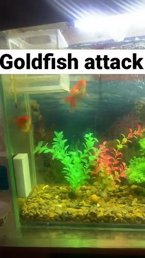 😱😱😱Wooooow it’s terrible . Nervous Goldfish attack guppy fish and kill #goldfish #aquarium #fish