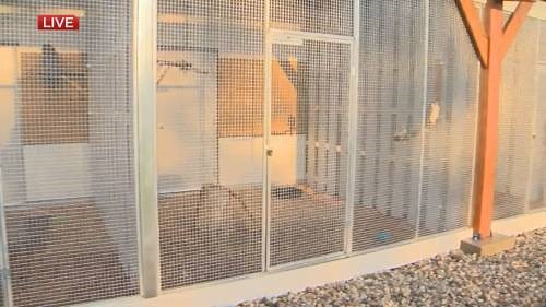 What to do if you see an injured animal in the wild