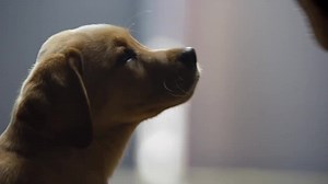 Super Bowl 2014: Budweiser (Puppy Love)