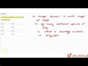 Powdery mildew of wheat is caused by | 12 | KINGDOM FUNGI-MULTICELLULAR DECOMPOSERS | BIOLOGY |...