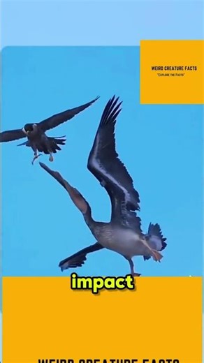 Peregrine Falcon Super Speed Explained in 30 Seconds!