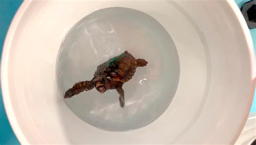 Baby Turtles Dance for Science and Reveal How They Navigate the Open Sea