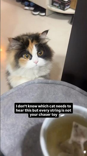 Proving cat’s string theory 🐈✨