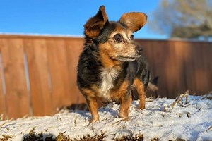 Dog Boarding - Mini Dachshund Services | Puppies, Boarding and Rescues| Austin, Texas