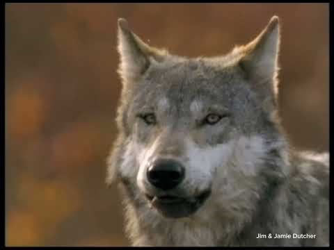 Ambassadors to the Wild