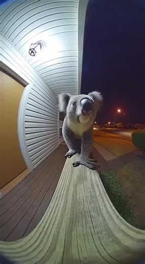 JIvora AI | Watch this chilling doorbell camera footage of an unusually aggressive koala With matted fur sharp claws and glowing eyes this terrifying... | Instagram