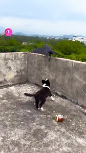 Unique Bond: Crow and DogAutoresizingMaskIntoConstraintsUnlikely Friends: Crow and Dog Bond (For entertainment purposes only. Consult professionals if guidance on activities is presented. No brand affiliation is implied if any are shown. If inspired by true events, creative adaptations may be included. Content may include public footage.) | Tips & Tricks