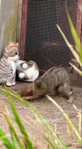 WHOA! Weasel's brave with a toy cat, but gets throttled by a real one! #camera #weasel #animals #cat