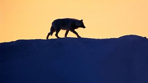 Wolf die hardloper beet op Hoge Veluwe mag niet meer worden doodgeschoten