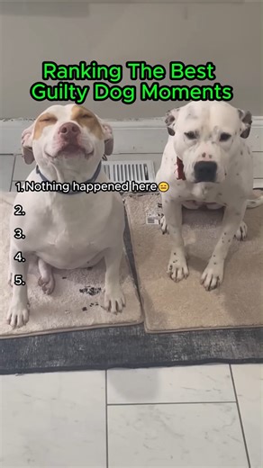 Ranking the best Guilty Dogs core😳 (part5)