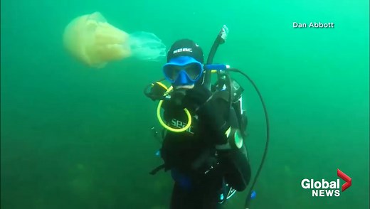 Human-sized jellyfish spotted off U.K. coast